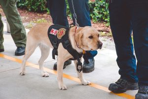 A K-9 unit Labrador retriever stands alert on a sidewalk, wearing a black tactical vest with "K-9" and a badge. Handlers in uniform stand nearby, ready for action.